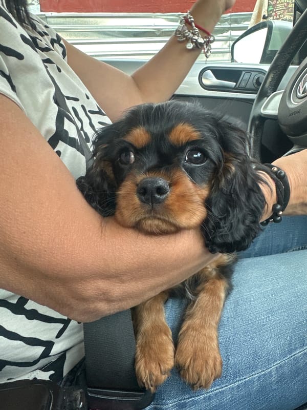 Spaniel puppy cuddles with owner inside car in Puebla