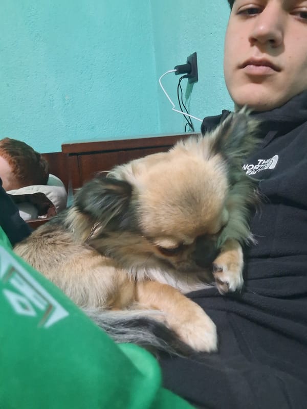 Person and Chihuahua share quiet moments in Stara Zagora apartment