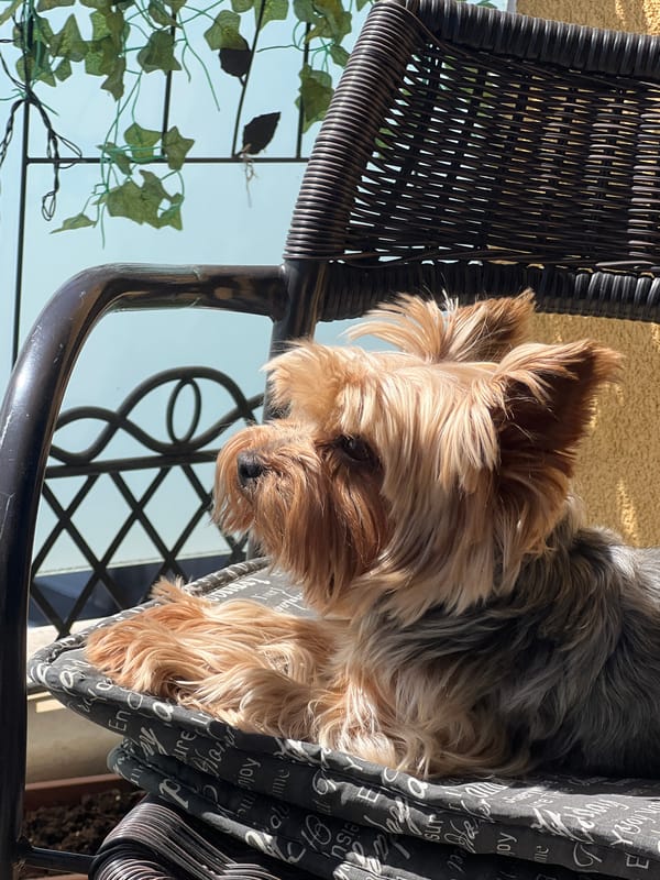Yorkshire Terrier photographed relaxing on Sofia balcony chair