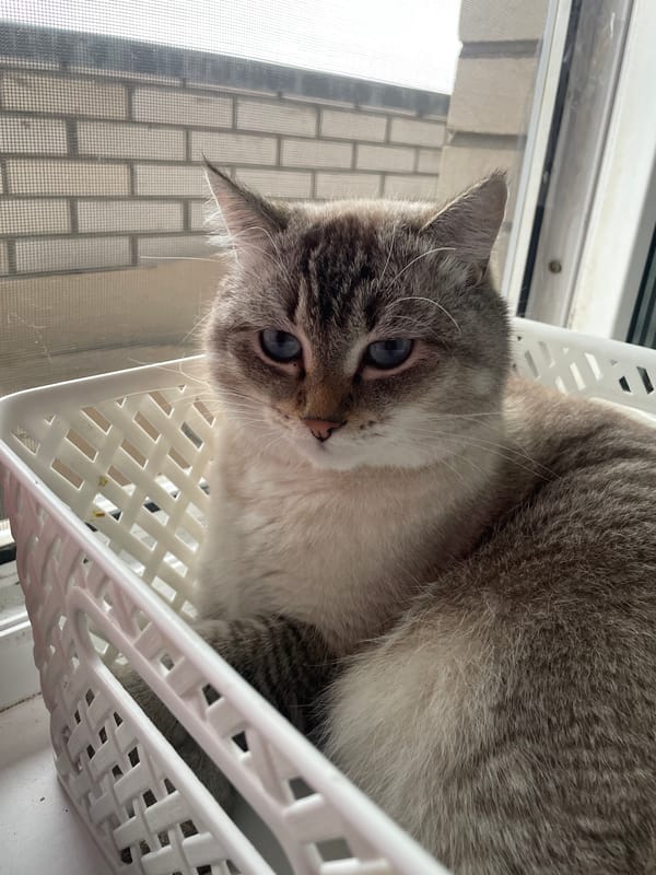 Blue-eyed Siamese cat in a laundry basket, Votkinsk