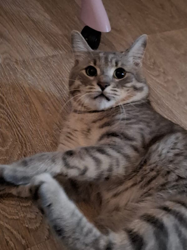 Tabby cat captured in domestic scenes across Zemun, Serbia