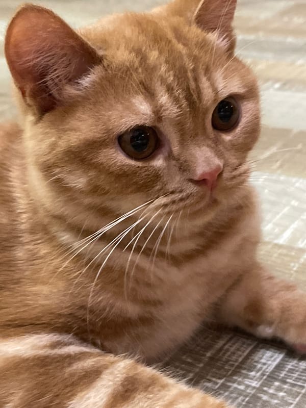 Orange tabby cat at home, with roses nearby