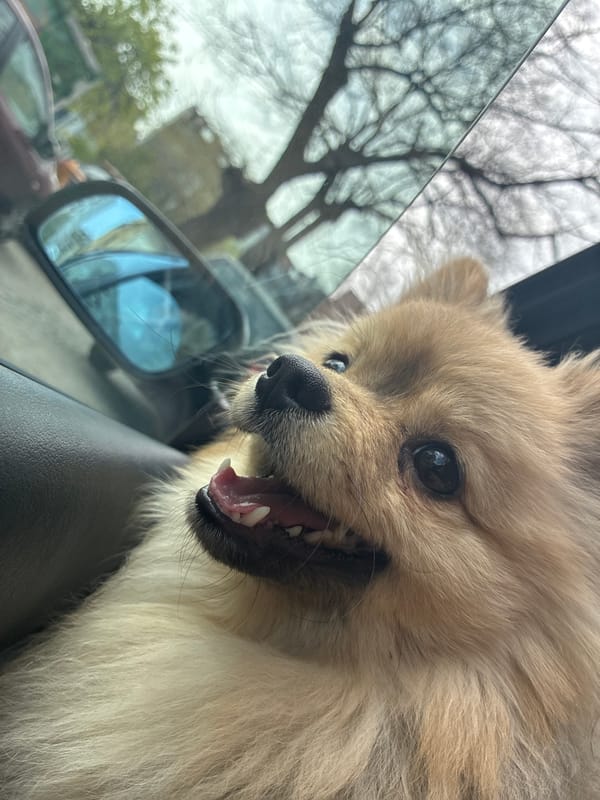 Pomeranian enjoys car ride in Plovdiv, Bulgaria