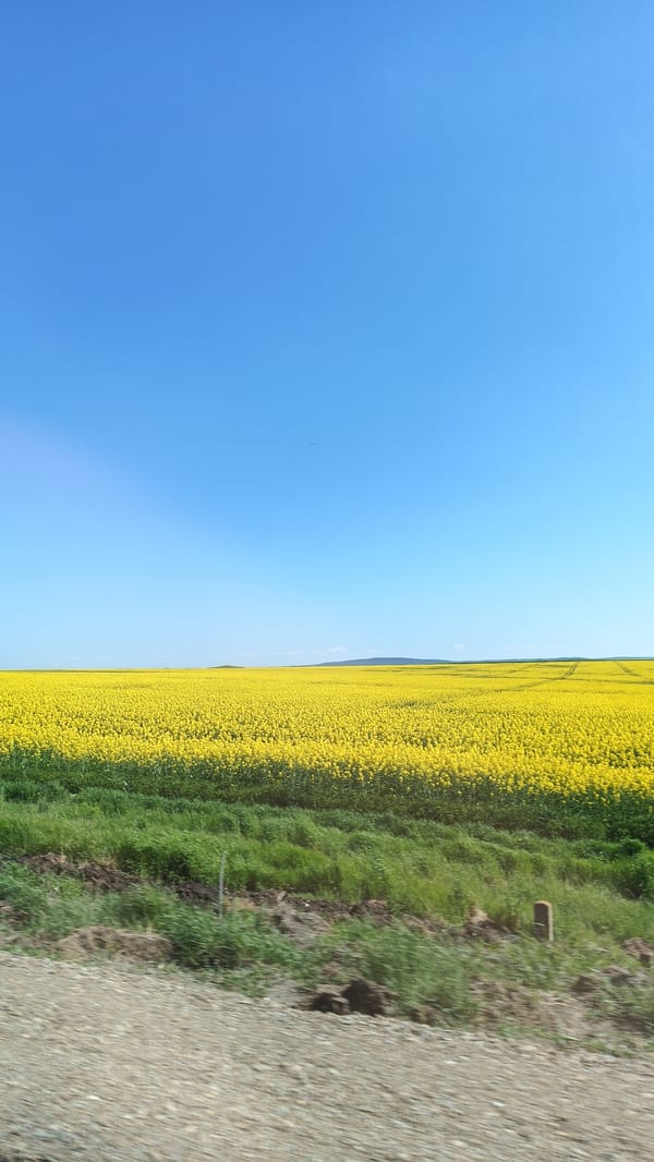 Rapeseed flowers bloom across Bulgarian farmland near Venets