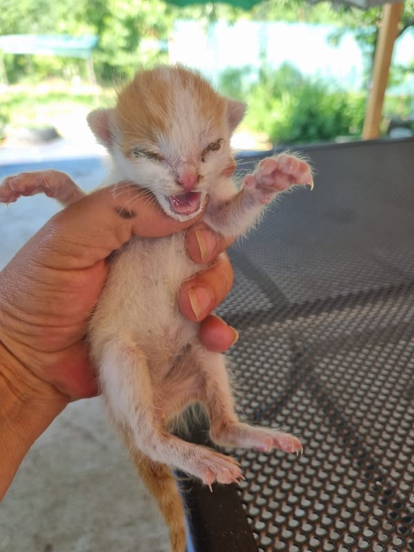 Young kitten with eye issues found in Dabravka, Bulgaria