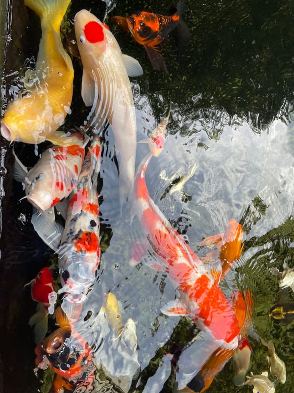 Morning in Chư Sê: koi ponds, garden views, and pho