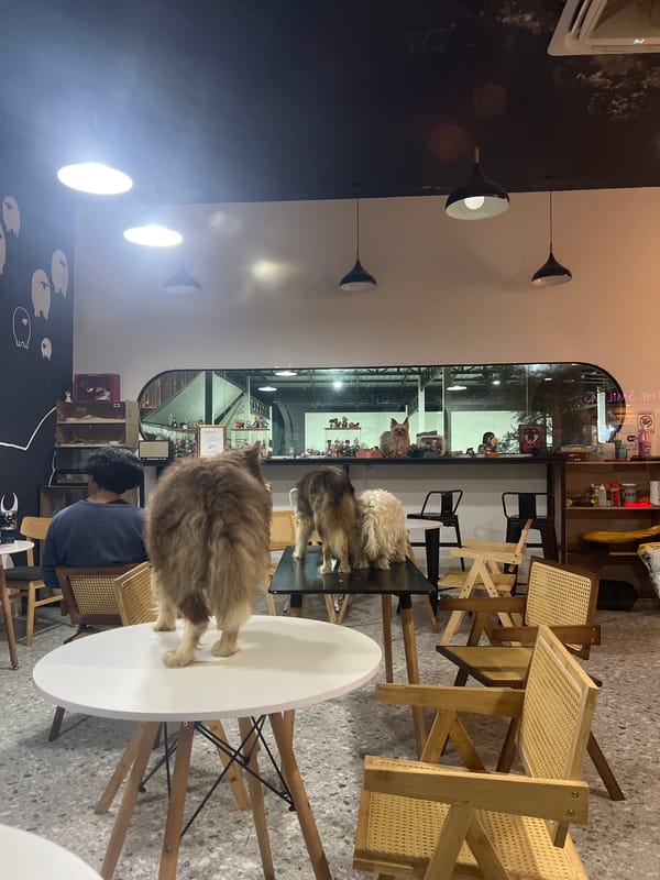 Dog stands on table at Wichit cafe