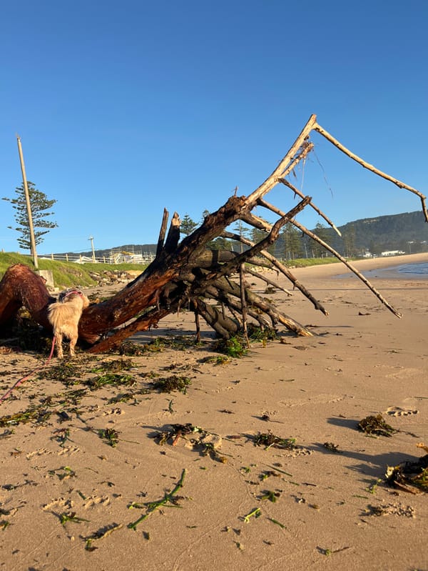 Morning dog walk captured during sunrise at Bulli Beach