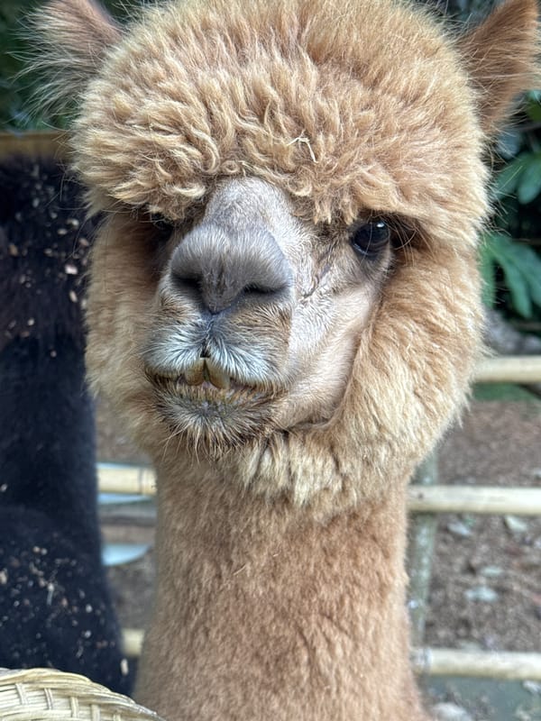 Morning at Kediri's Grand Panorama Park: alpacas, insects, and gardens