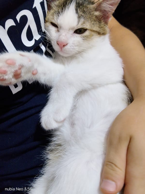Cats, roses, and everyday moments from Angren