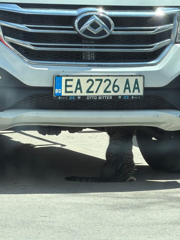 Spring morning scenes documented in Varna: cats, dogs, flowers