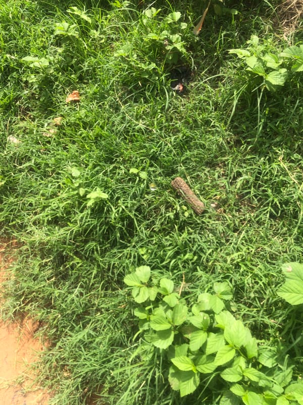 Everyday moments documented across Jalingo, Nigeria over afternoon hour