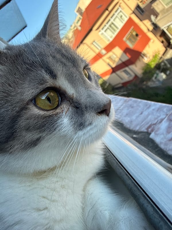 Cat gazes out window in early morning Blagoevgrad scene
