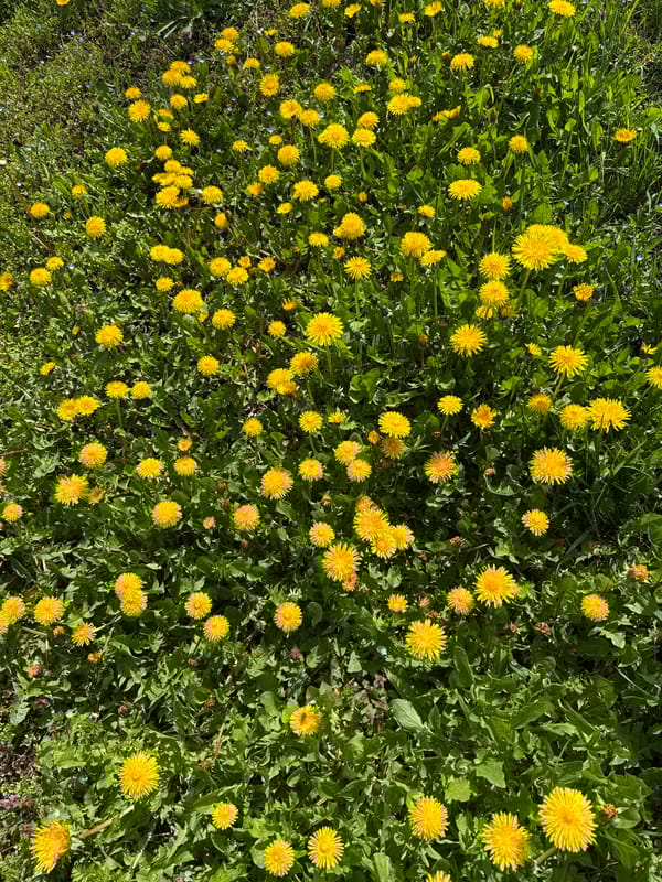 Field of blooming dandelions observed in park area