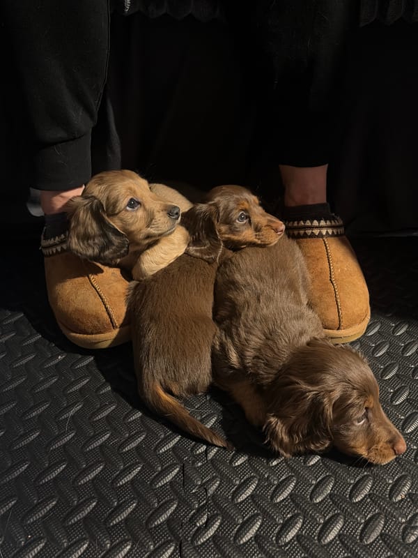 Dachshund puppies spend evening with owner in Mirabel home