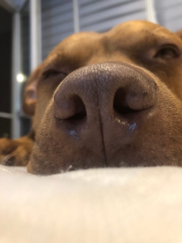 Pit bull shows affection to owner in Sofia apartment