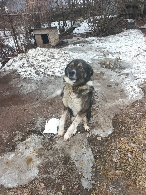 Dog stands upright in snowy Chaikovsky yard