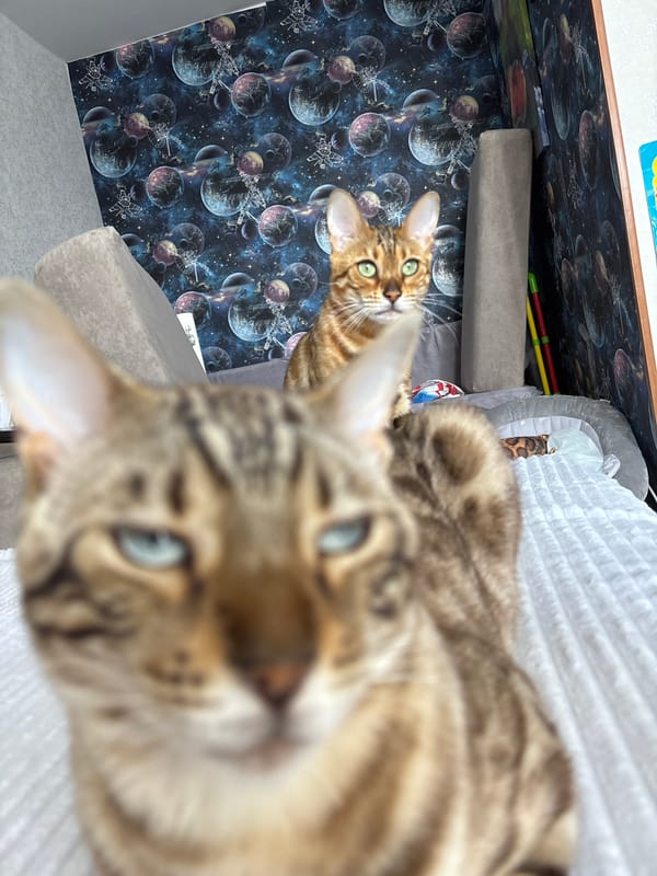 Bengal cats photographed up close at a home in Russia