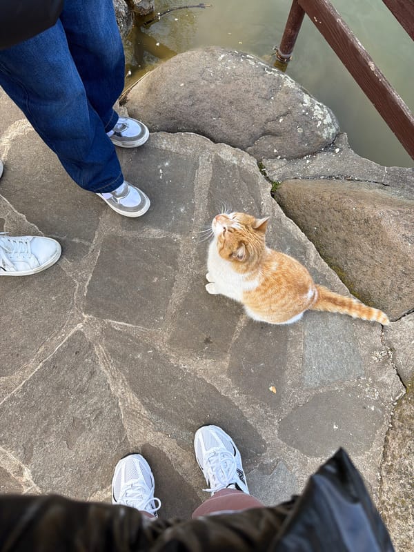 Visitors interact with animals at Ginovci park facility