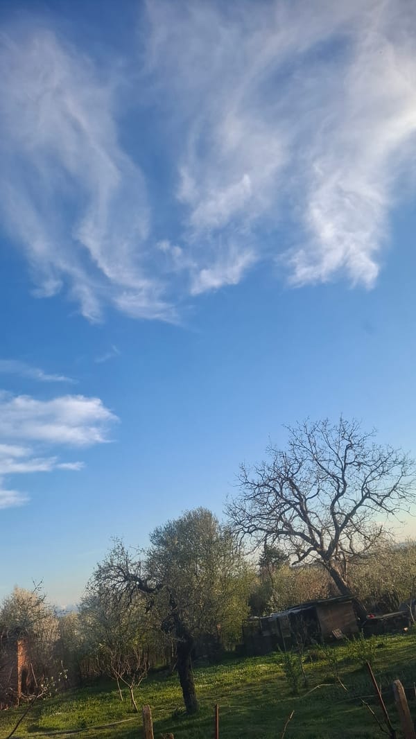 Spring landscape and teddy bear observed in rural area