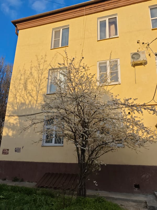 Yellow building photographed amid spring blooms in Pyatigorsk
