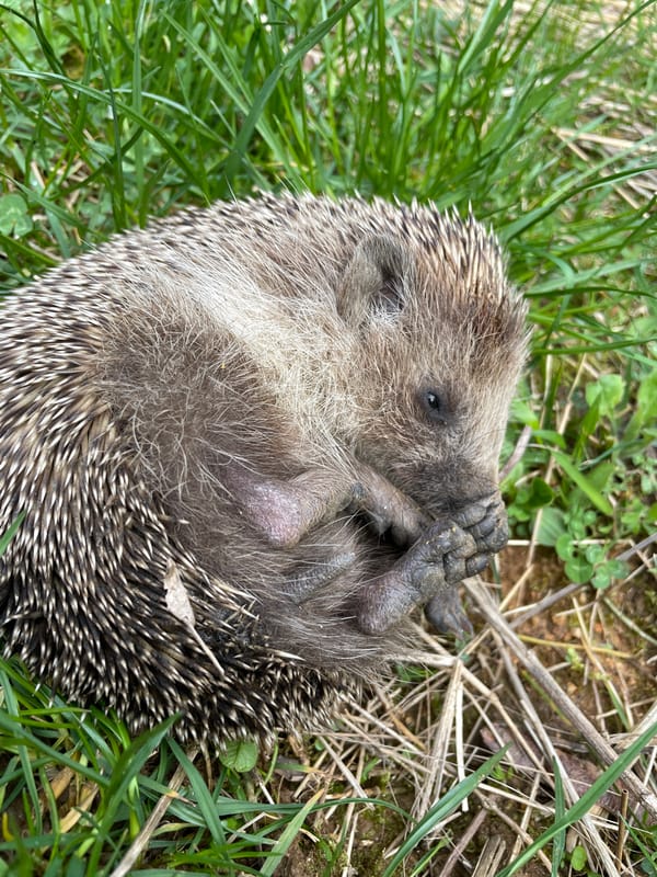 Hedgehog spotted and handled in Zlatograd, Bulgaria