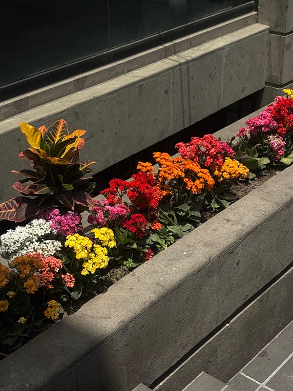Urban architecture and plantings documented in Mexico City commercial district