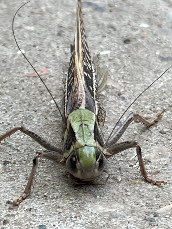 Grasshoppers, stray cats, and everyday odds and ends in rural Russia