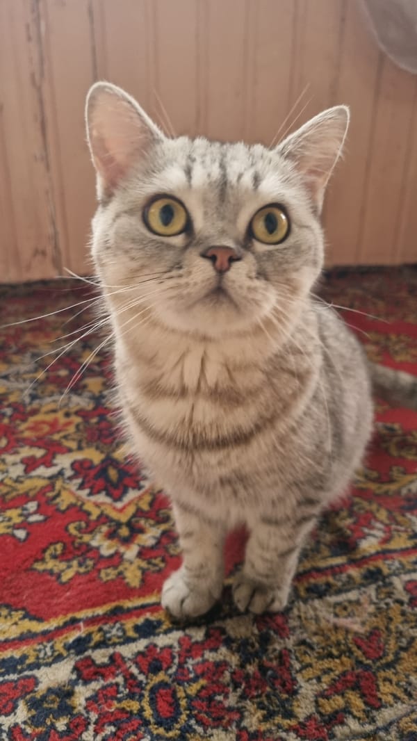 Cat indoors, cloudy skies outside — a quiet Moscow afternoon