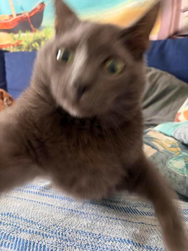 Gray cat and Pomeranian at home in Torrevieja