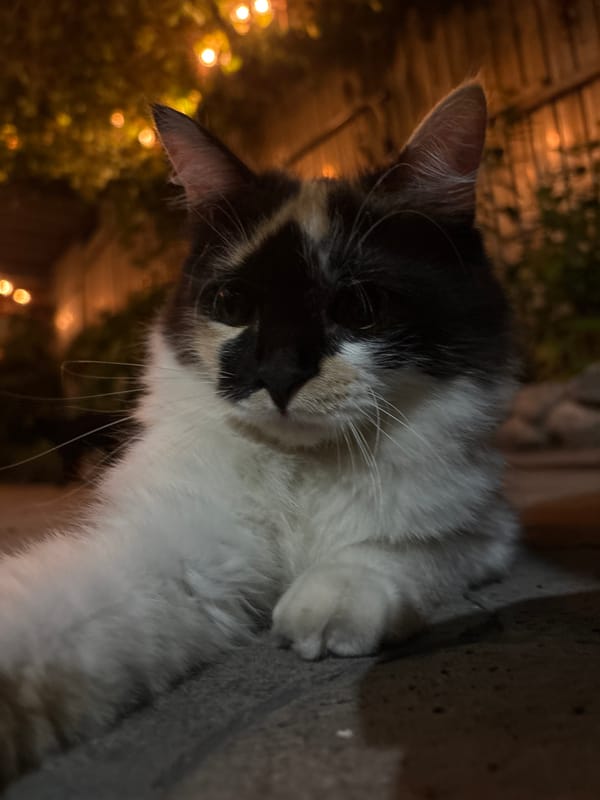Late-night cat playtime on an Almaty patio