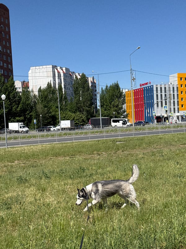 Woman walks husky, takes photos in morning city outing