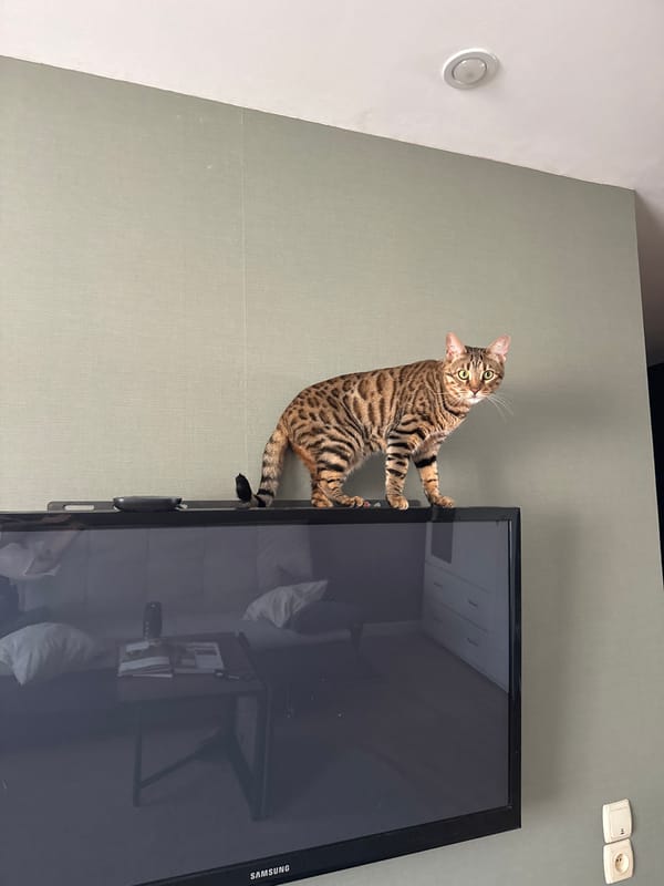 Cat grooming and exploring home in Votkinsk