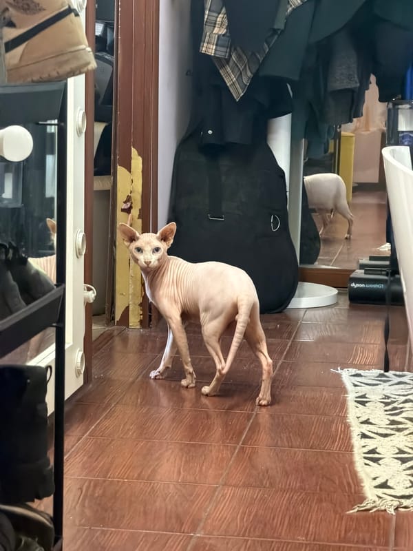 Sphynx cat observed near musical equipment in Moscow home