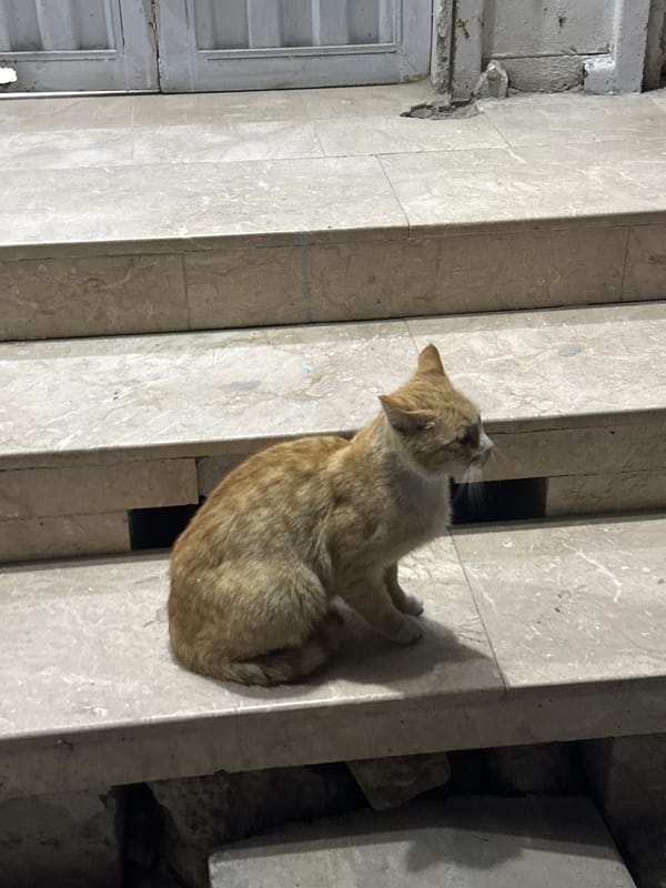 Cat sightings and pharmacy exterior observed in Quetta