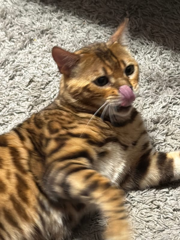 Bengal cat in full play mode on a gray carpet