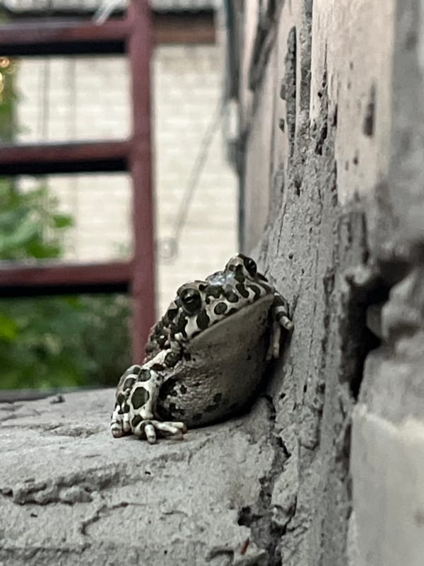Golden hour in a quiet neighborhood, from close-up nature to open sky.