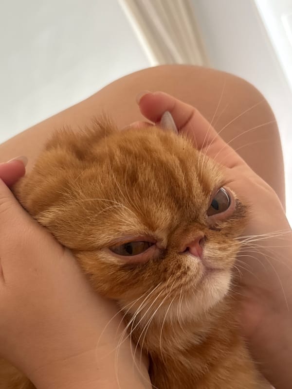 Orange cat photographed being held in Rio de Janeiro