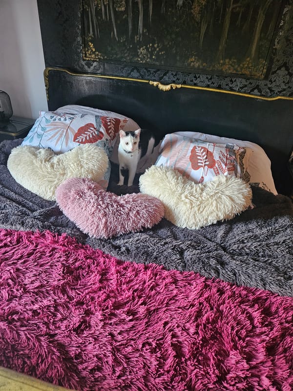 Morning interior scenes captured in German residence