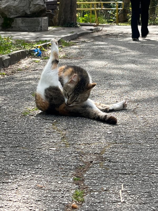 Cat grooming observed in Pleven park near waterway