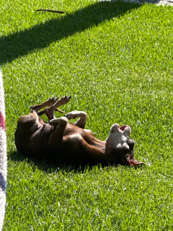Quiet Sunday afternoon captured in Atlixco backyard with dogs, cooking