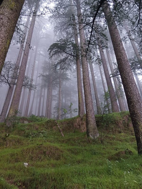 Misty pine forest trail in the hills above Manali