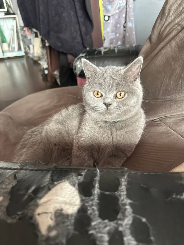 Three gray cats photographed on furniture in Sliven, Bulgaria