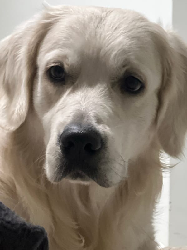 Golden Retriever photographed multiple times in Izhevsk home