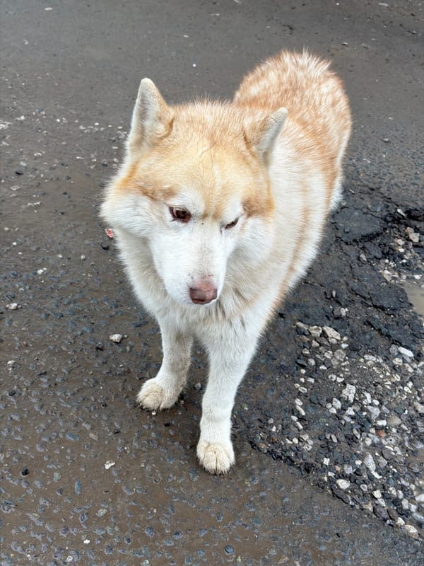 Husky dog spotted resting on wet streets in Berezniki