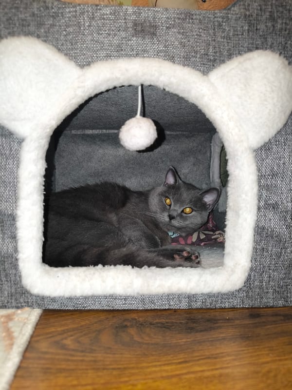 Gray cat rests in decorative house on wooden floor