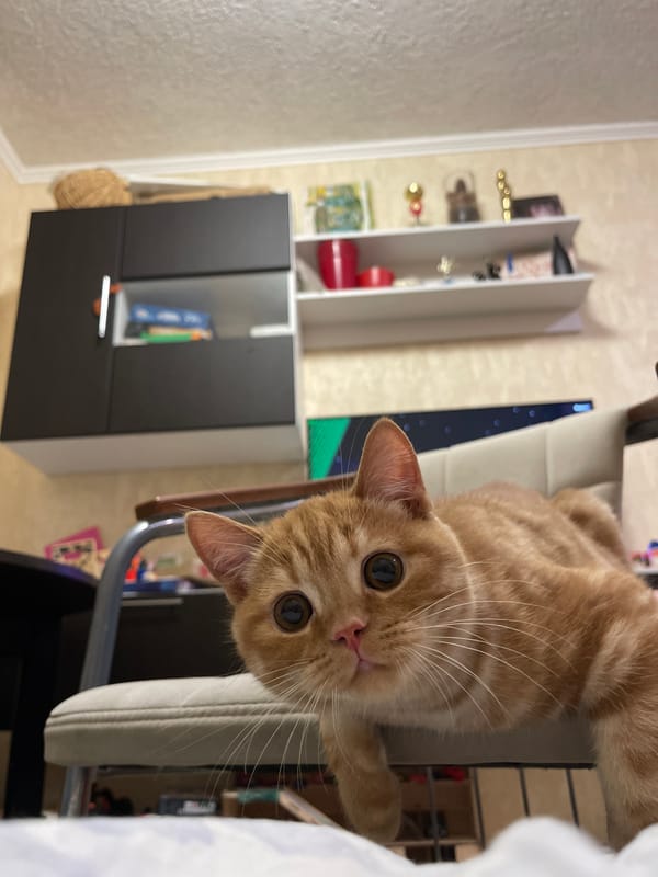 Orange tabby cat's lazy afternoon, with a Halloween mask cameo