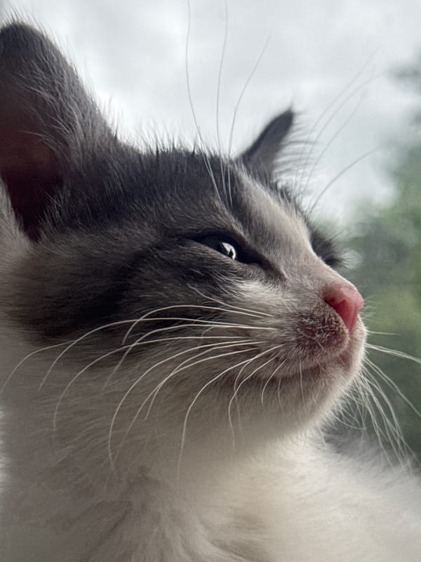 Kittens crowd a windowsill, watching the world outside