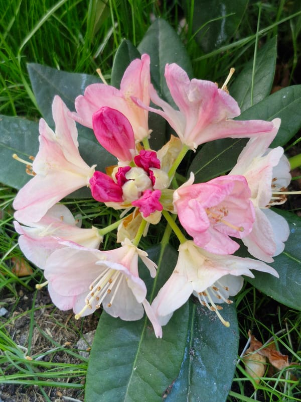 Rhododendron blooms documented in pink, white, lavender varieties