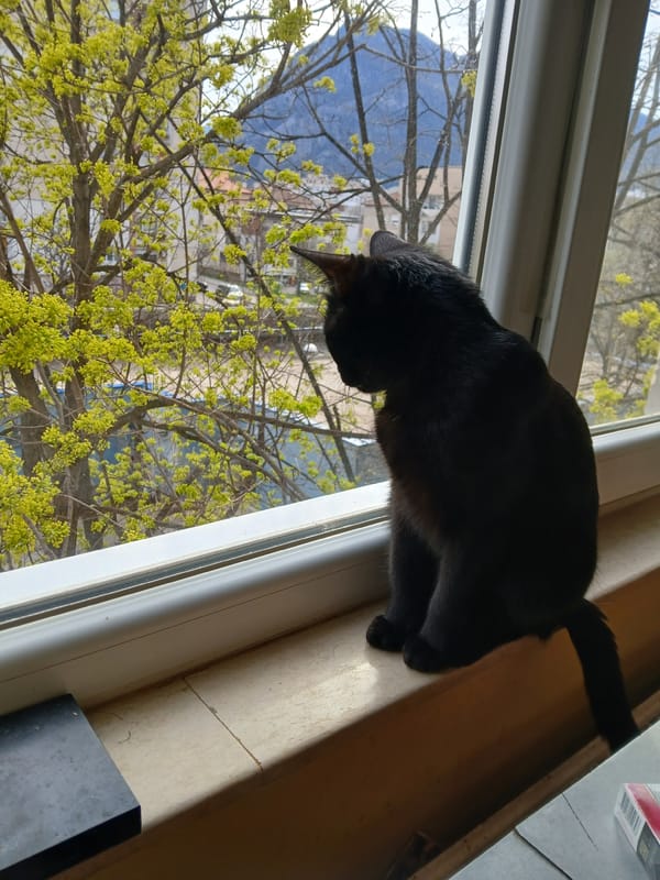 Black cat watches yellow-flowered tree from Vratsa windowsill
